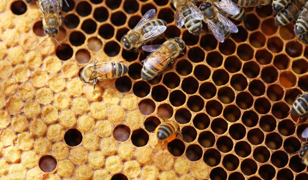 Nahaufnahme einer Bienenwabe mit Bienen